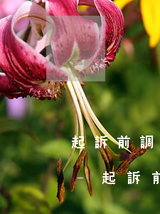 起訴前調(diào)解網(wǎng)貸-起訴前調(diào)解網(wǎng)貸怎么辦