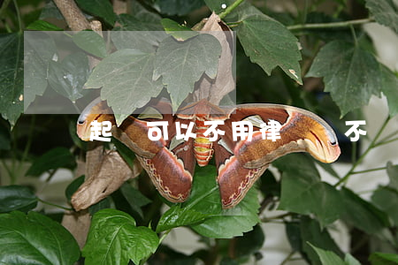 起訴可以不用律師嗎(不請律師自己可以起訴嗎?)
