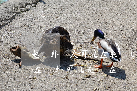 起訴外國人可以在基礎(chǔ)法院嗎(人在國外可以起訴在國內(nèi)的人嗎)