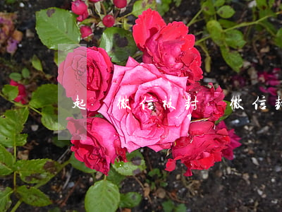 起訴微信被封號 微信封號能不能起訴
