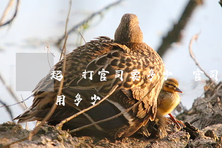 起訴打官司要多少錢(官司起訴費(fèi)用多少)