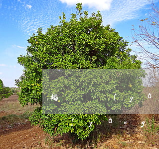 起訴撫養(yǎng)費流程和費用(起訴撫養(yǎng)費流程和費用是否找律師)