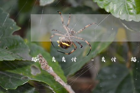 起訴支支付寶-支付寶起訴有用嗎