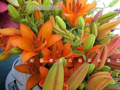 起訴書怎么寫(起訴書怎么寫欠錢不還)