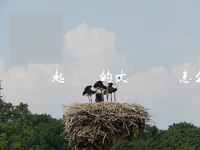 起訴書的文書編號怎么寫(起訴狀字號格式)