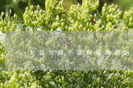 起訴欠錢不還拘留嗎(起訴欠錢不還拘留嗎)