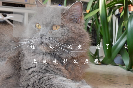 起訴欠錢的也開庭了-欠錢被起訴了開庭不出庭是什么后果