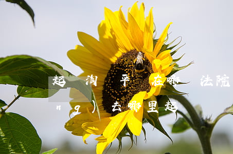 起訴淘寶平臺在哪個法院(起訴淘寶網(wǎng)去哪里起訴)