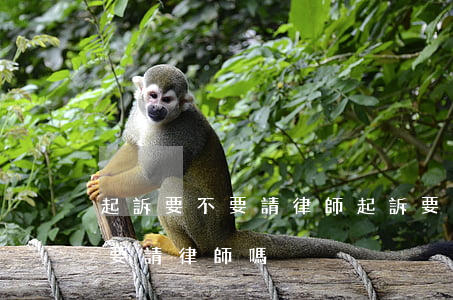 起訴要不要請律師起訴要多少錢(幾千塊起訴要請律師嗎)