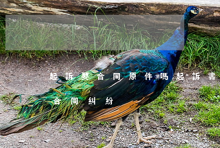 起訴要合同原件嗎(起訴書(shū)怎么寫 合同糾紛)