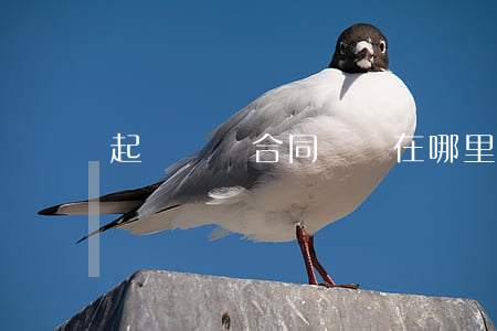 起訴買賣合同糾紛在哪里起訴