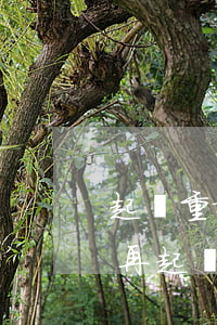 起訴重婚罪能不能撤訴(重婚罪撤訴后還可以再起訴)