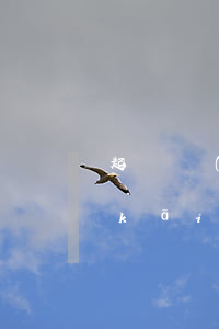 起訴開(kāi)放商逾期交房-起訴開(kāi)發(fā)商逾期交房 法院 不支持