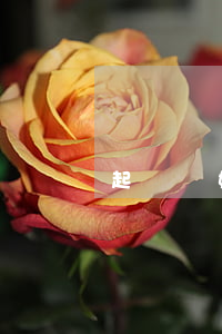 起訴離婚一方失聯(lián)怎么辦