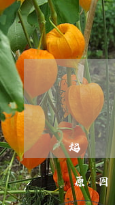 起訴離婚后有什么責(zé)任(起訴離婚的原因有哪些)
