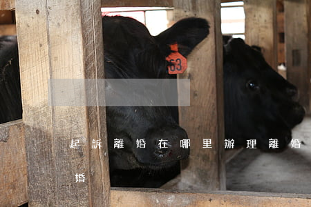 起訴離婚在哪里辦理(離婚起訴在哪里起訴離婚)