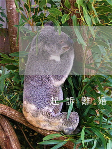 起訴離婚多久可以離(訴訟離婚要多久)