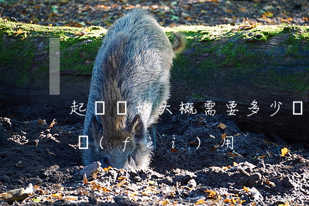 起訴離婚大概需要多少錢(離婚起訴要多少錢費(fèi)用?)