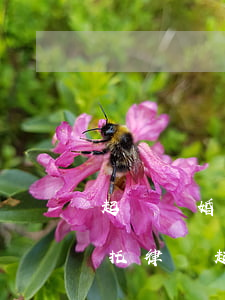 起訴離婚委托律師費(fèi)用多少錢(委托律師起訴離婚費(fèi)用怎么算)