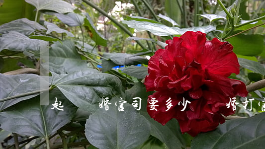 起訴離婚官司要多少錢(離婚打官司多少錢)