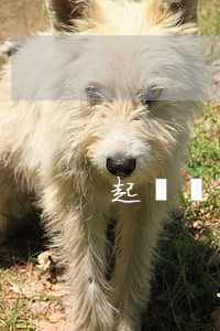起訴離婚小孩撫養(yǎng)權