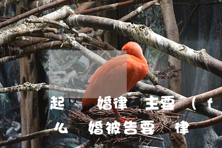 起訴離婚律師主要負(fù)責(zé)什么(離婚被告要請律師嗎)