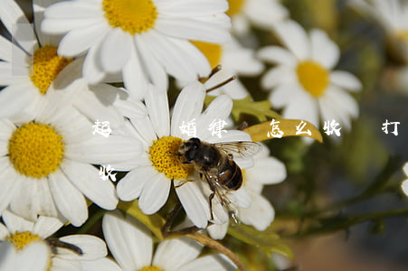 起訴離婚律師怎么收費(打離婚官司律師怎么收費)
