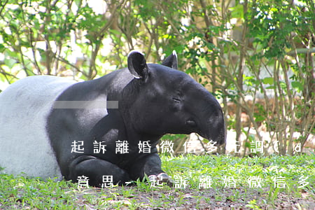 起訴離婚微信多元調(diào)解是什么意思-起訴離婚微信多元調(diào)解是什么意思啊