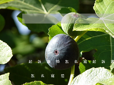 起訴離婚怎么寫起訴書的范文(起訴離婚訴狀怎么寫范文)