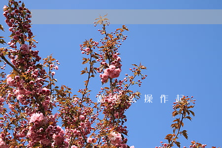 起訴離婚怎么操作(起訴離婚具體需要怎么做)