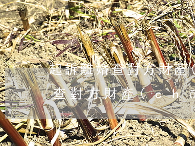 起訴離婚查對方財產(chǎn)(起訴離婚查對方財產(chǎn)可以查銀行錄像嗎)