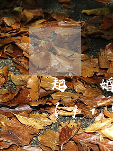 起訴離婚沒開庭沒有調(diào)解就結(jié)案(離婚訴訟開庭被告不出現(xiàn)怎么審理)