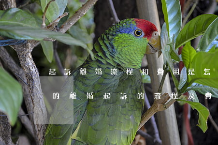 起訴離婚流程和費用是怎樣規(guī)定的(離婚起訴的流程及費用標(biāo)準(zhǔn))