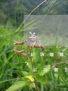 起訴離婚的訴訟請求怎么寫(請求判定離婚的起訴書怎么寫)