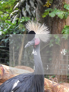 起訴離婚立案后沒(méi)有繳費(fèi)會(huì)撤訴嗎(離婚起訴撤訴后能否再起訴)