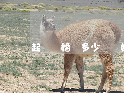 起訴離婚費多少錢(離婚起訴需要多少錢費用)