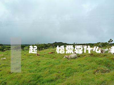 起訴離婚需要什么資料