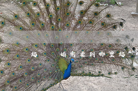 起訴離婚需要到哪里起訴(離婚起訴去哪里起訴)