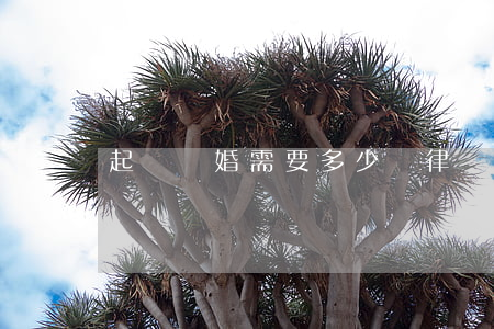 起訴離婚需要多少錢律師費