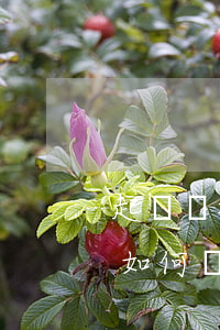 起訴駕校案例(學(xué)員和駕校的糾紛如何處理)