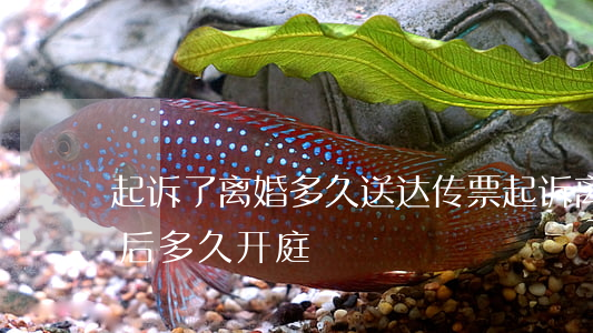 起诉了离婚多久送达传票(起诉离婚传票送达后多久开庭)