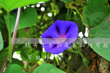 起诉京东和商家如何写(起诉京东和商家如何写材料)