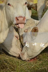 起诉他人欠钱怎么办 起诉别人欠款