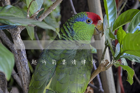 起诉前要请律师吗(起诉需要请律师吗?)