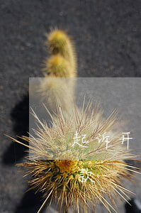 起诉开发商逾期上诉(开发商起诉业主逾期付款)