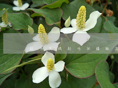 起诉欠钱起诉状模板(欠钱起诉状怎么写样板)