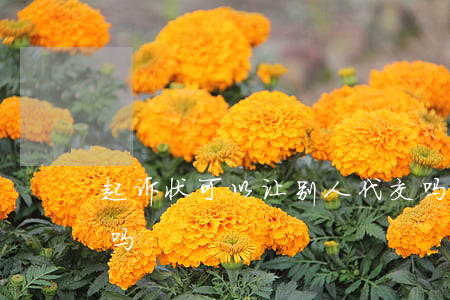 起诉状可以让别人代交吗(律师可以代签诉状吗)