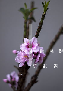 起诉离婚去哪个法院都可以吗(可以直接去法院起诉离婚吗?)