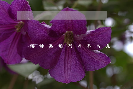 起诉离婚对方不出庭