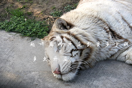 起诉离婚开庭费要多少钱(离婚交了诉讼费后多久开庭)